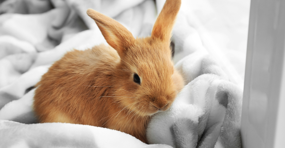 VET ADVICE: A PET PARENT’S GUIDE TO BUNNIES
