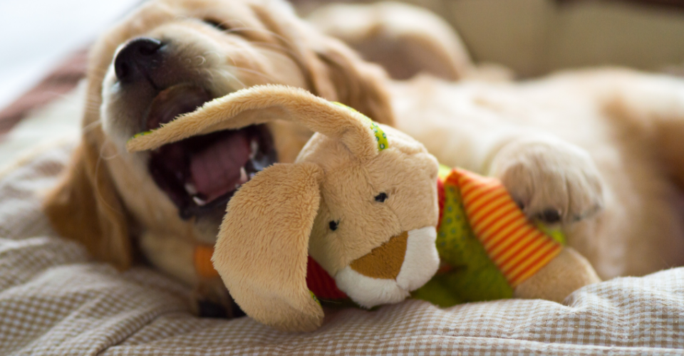 7 TIPS FOR A PET-FRIENDLY EASTER