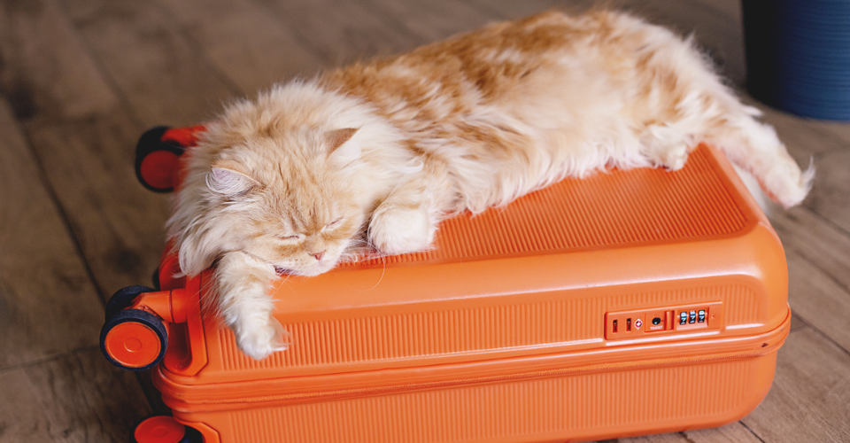 A GUIDE FOR TRAVELLING WITH YOUR PET