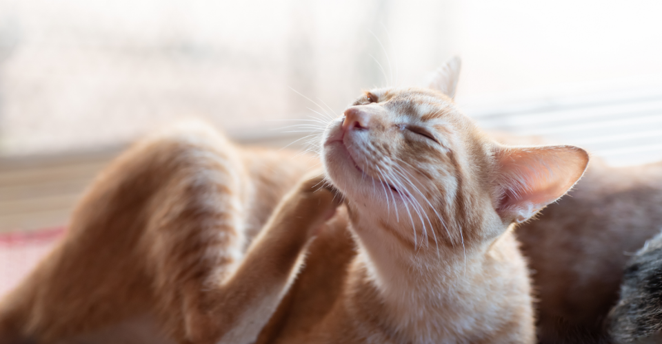 6 COMMON SIGNS OF PET FOOD ALLERGIES