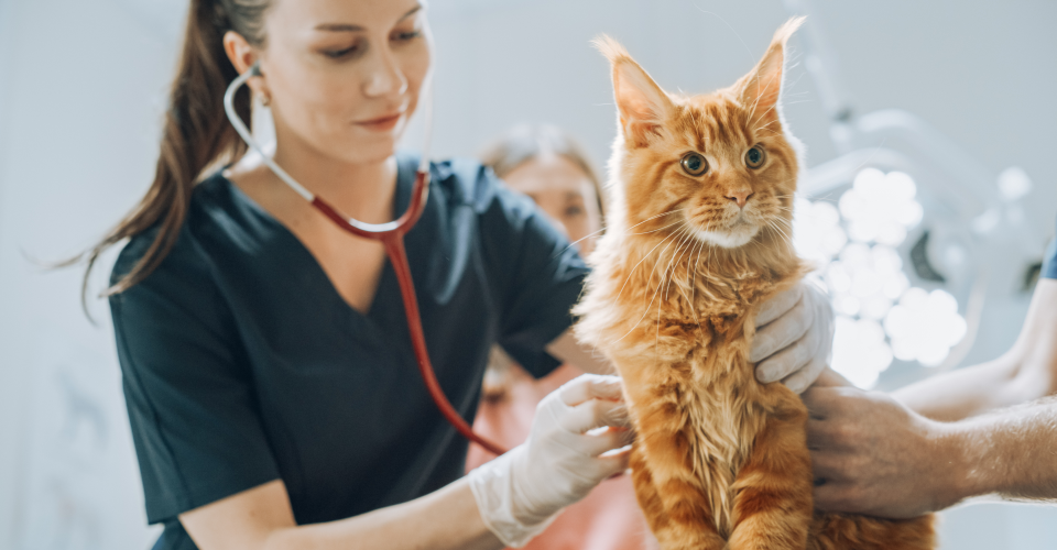 SKIP THE QUEUES: HOW TO CLAIM ONLINE WITH YOUR PET INSURANCE