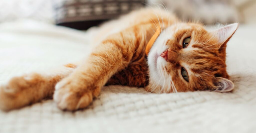 WHAT IS FIV IN CATS: CAUSES, CARE, AND PREVENTION 