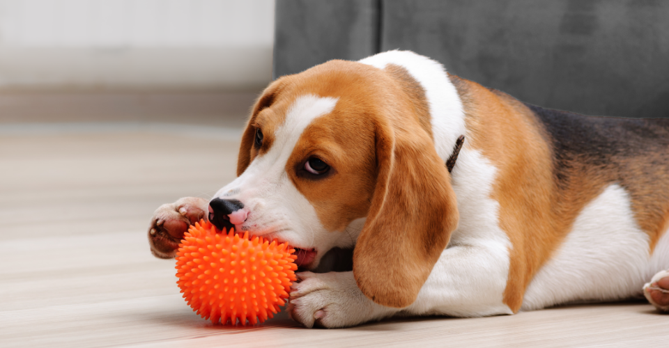 UNDERSTANDING BREED STANDARDS