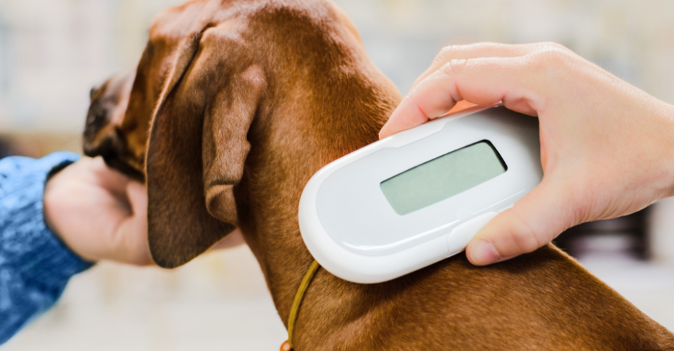 VET ADVICE: WHY YOUR PET SHOULD BE MICROCHIPPED