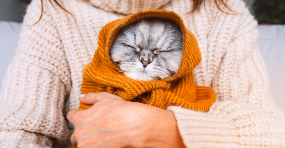 ULTIMATE WINTER GUIDE FOR PET PARENTS