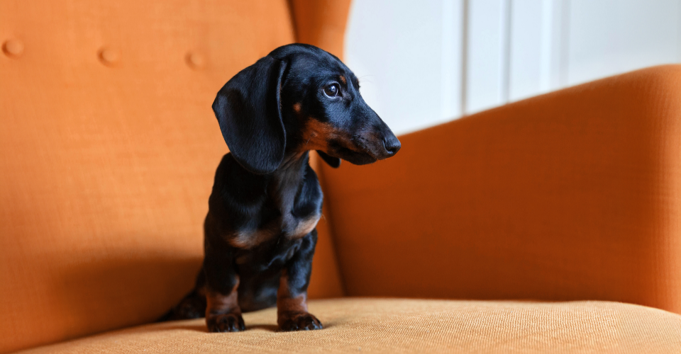TAKING CARE OF A DACHSHUND