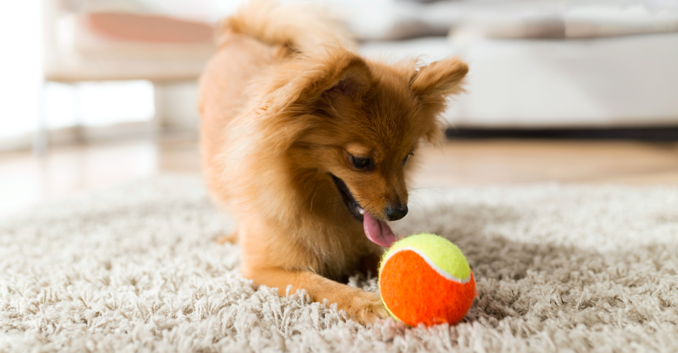 ARE DOGS AND TENNIS BALLS A WINNING MATCH?
