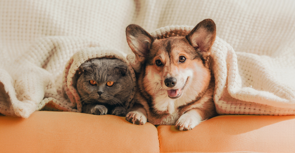 VET ADVICE: HOW COLD WEATHER AFFECTS YOUR PETS