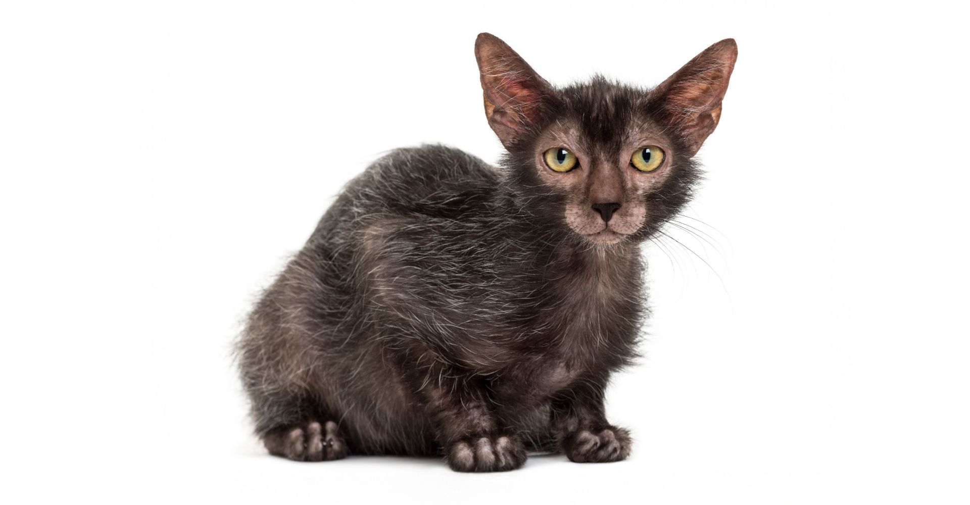 RARE CAT BREEDS: THE WEIRD & WONDERFUL LYKOI
