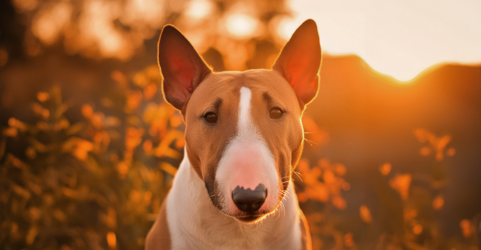 bull terrier care