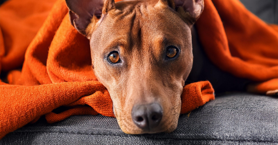 THE AFRICANIS: SOUTH AFRICA’S ANIMAL HERITAGE