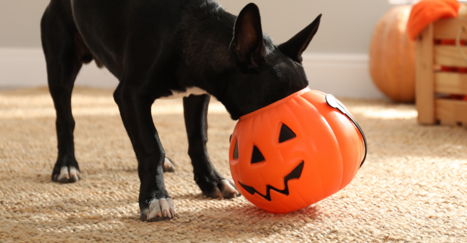 VET ADVICE: HOWLLOWEEN HAZARDS