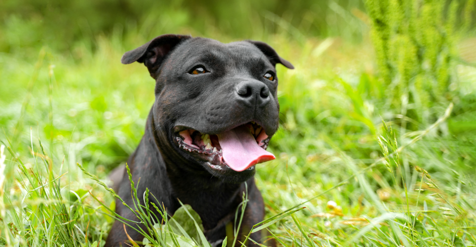 STAFFY CHARACTERISTICS AND CARE