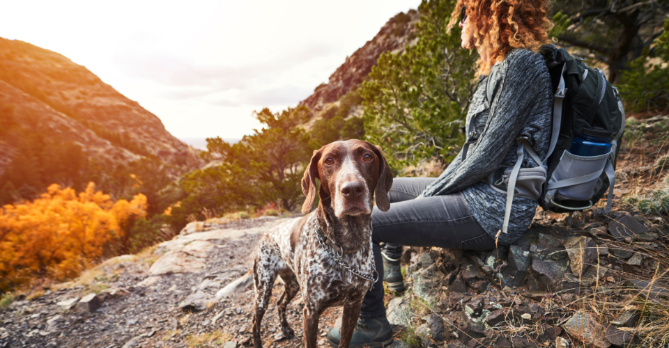 PACK LIKE A PRO: YOUR DOG’S ULTIMATE HIKING BAG CHECKLIST
