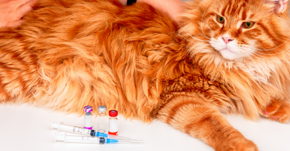PET DIABETES 101: EVERYTHING YOU NEED TO KNOW
