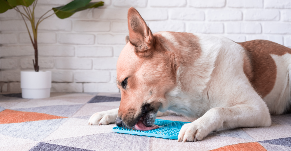 4 RECIPES FOR PETS WHO LOVE PEANUT BUTTER