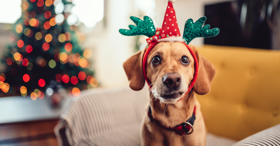 SANTA’S LIST FOR PETS AND PET PARENTS