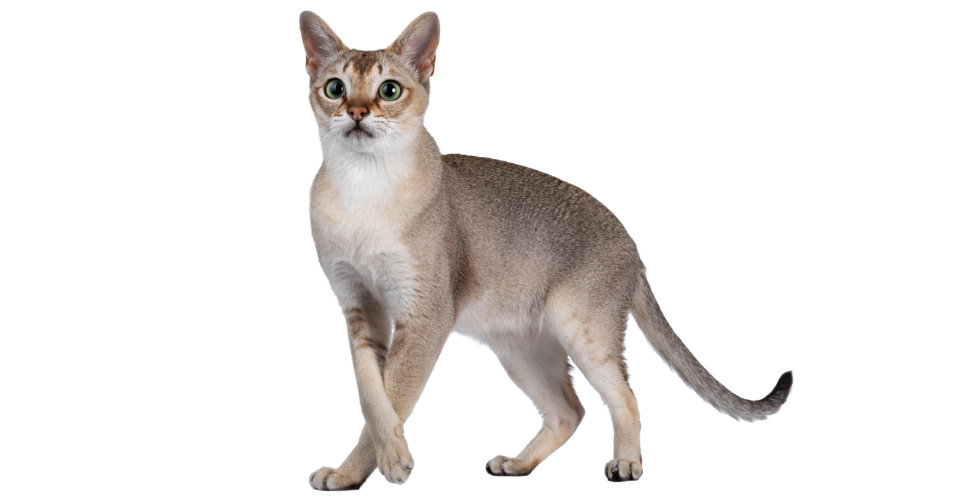 WORLD’S SMALLEST CAT BREED: THE SINGAPURA