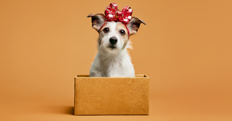 THINK TWICE BEFORE GIVING A PET AS A GIFT