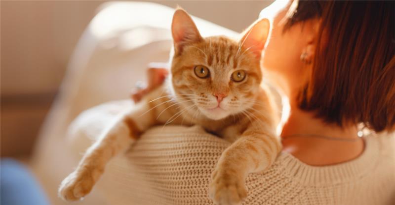 WHY DO CATS PURR? DIFFERENT WAYS CATS COMMUNICATE