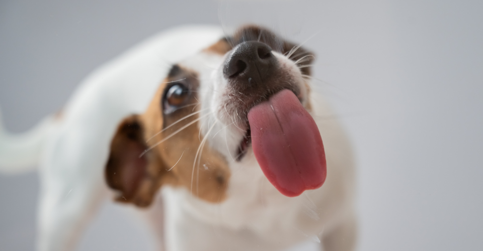 WHY SOME DOGS CAN’T STOP LICKING