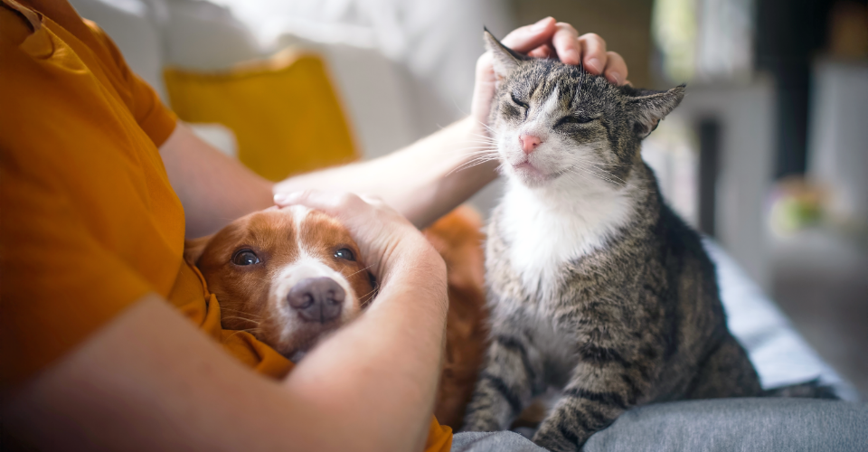 DIFFERENT WAYS OUR PETS SHOW US LOVE