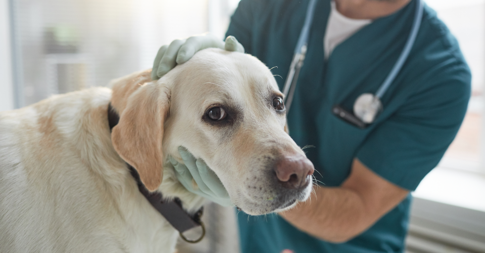 PAWS OFF THE BEER! THE DANGERS OF ALCOHOL FOR PETS