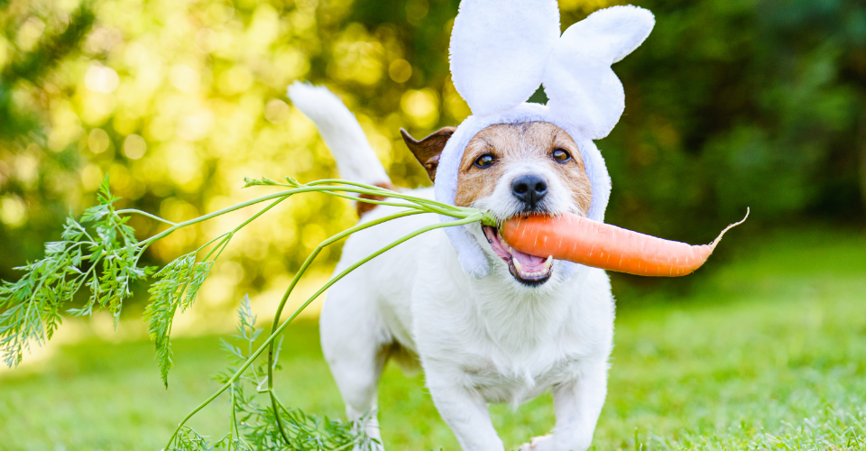 EGGCELLENT TIPS FOR A PET-FRIENDLY EASTER