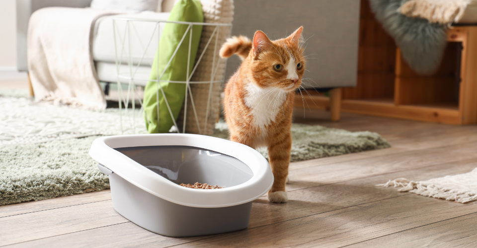 FELINE FRESH: HOW TO GET RID OF THAT CAT PEE SMELL