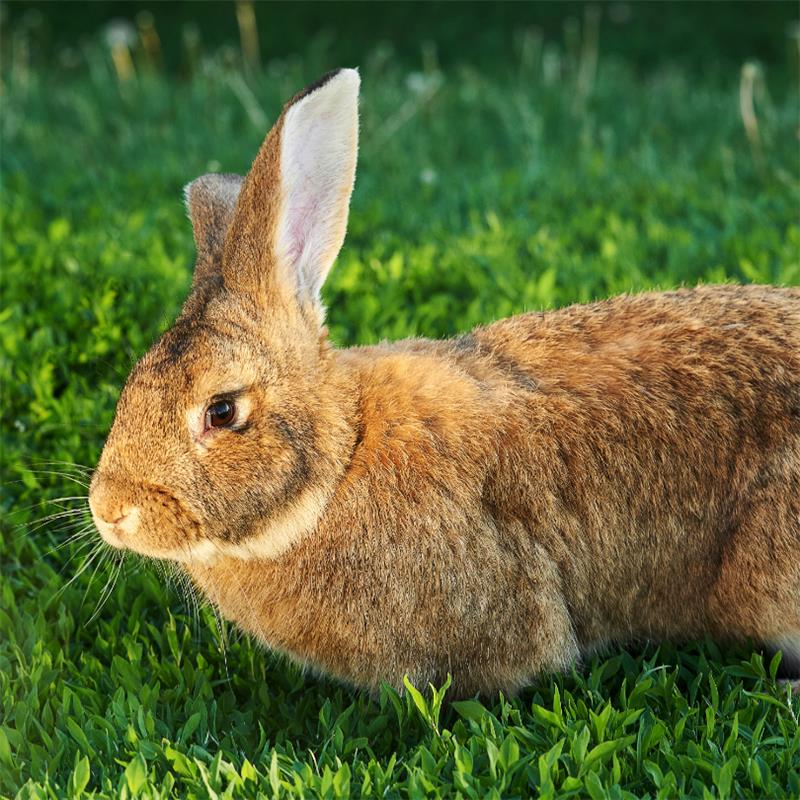flemish giant rabbit