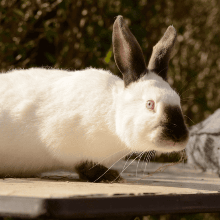 TOP 6 BUNNY BREEDS IN SOUTH AFRICA