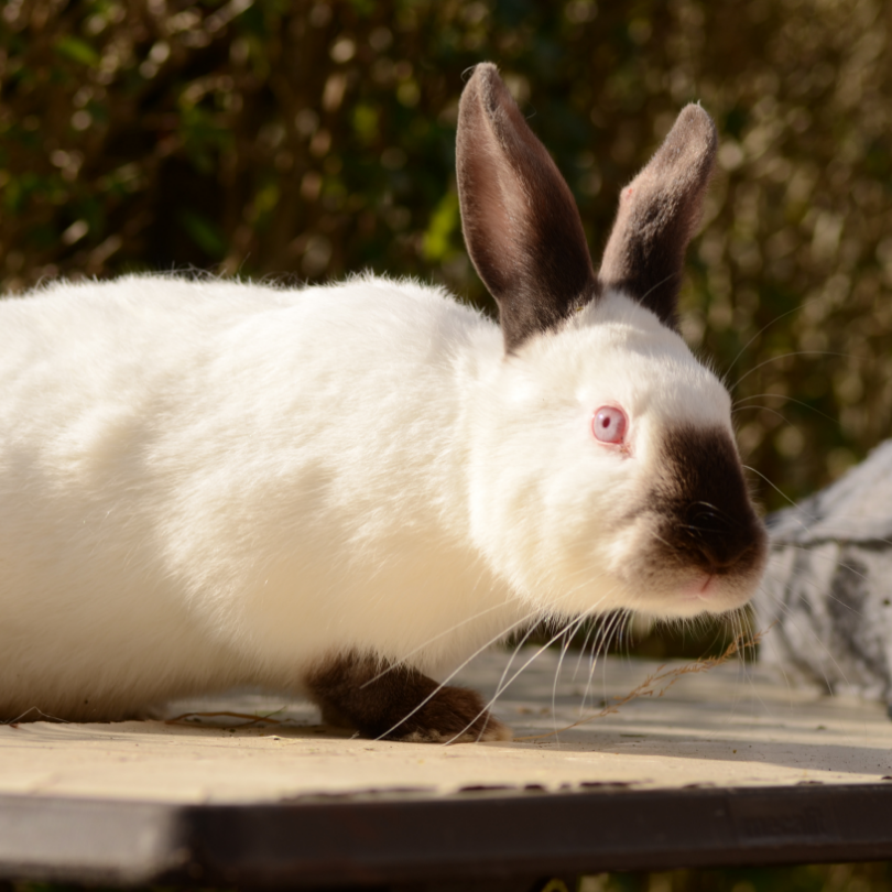himalayan rabbit