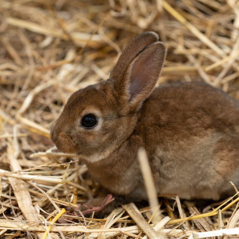 mini rex rabbit