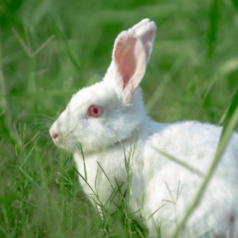 TOP 6 BUNNY BREEDS IN SOUTH AFRICA