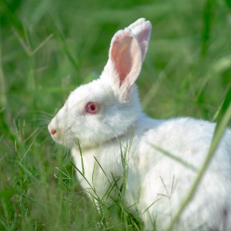 new zealand rabbit