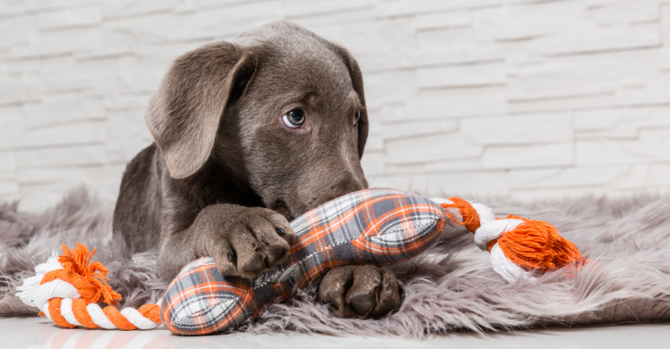 THE REAL COST OF PUPPY LOVE IN SOUTH AFRICA