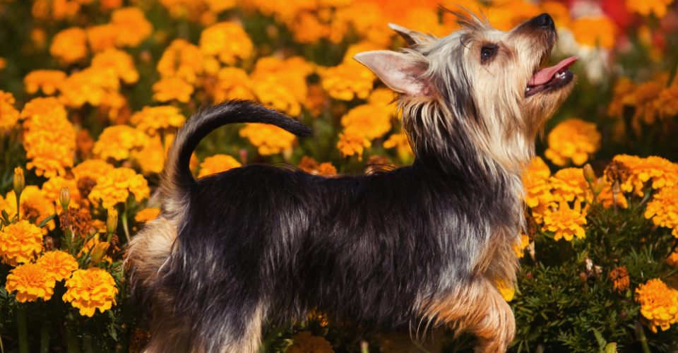 TOY DOG BREEDS: THE LITTLE PUPS WITH BIG ATTITUDES