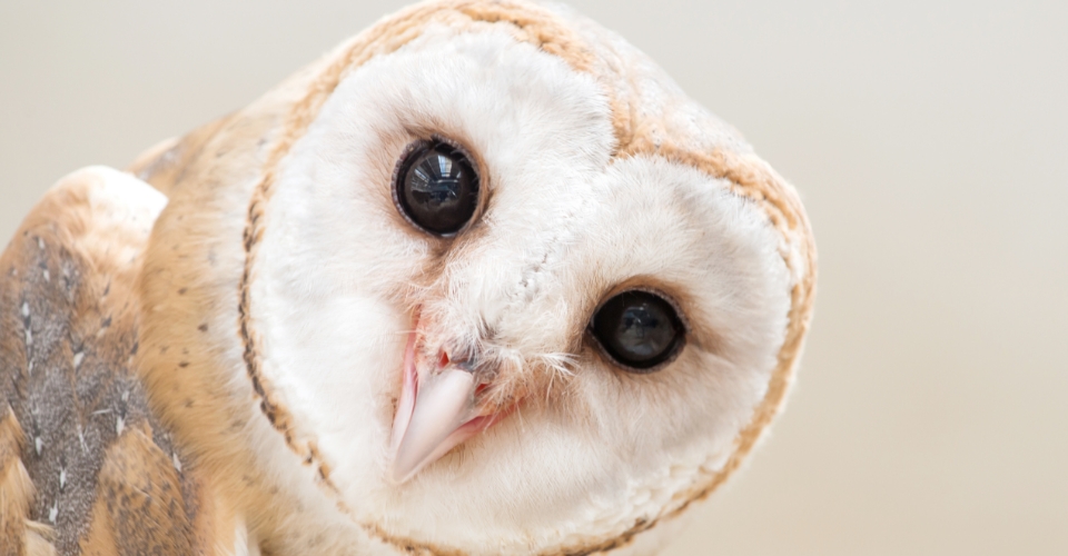 7 FASCINATING BIRD SUPERSTITIONS AND THEIR HIDDEN MEANINGS