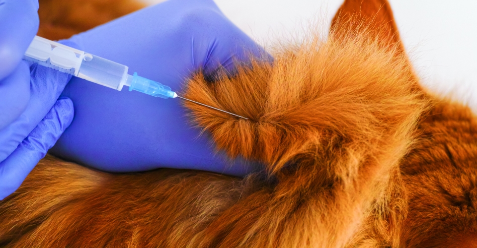 DOES YOUR PET INSURANCE COVER VACCINATIONS? LET’S BREAK IT DOWN