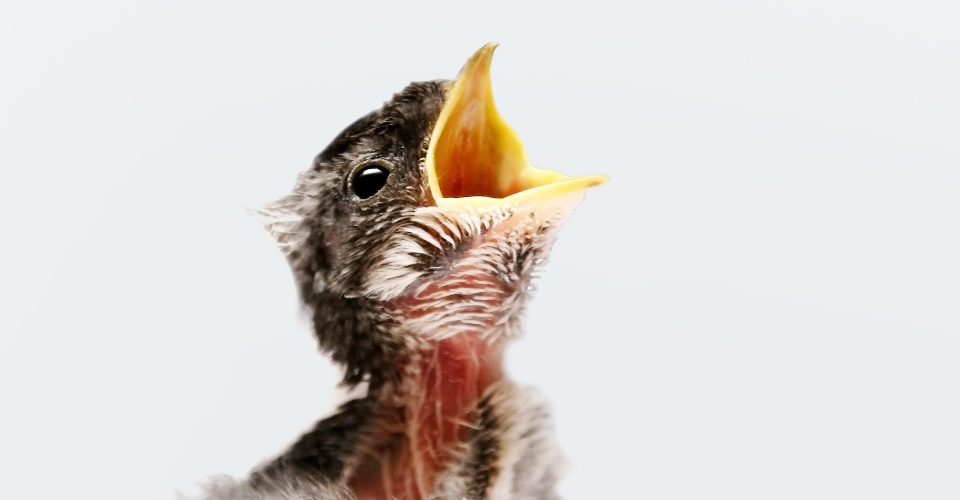 WHAT TO FEED A BABY BIRD IN AN EMERGENCY (AND WHAT TO AVOID)