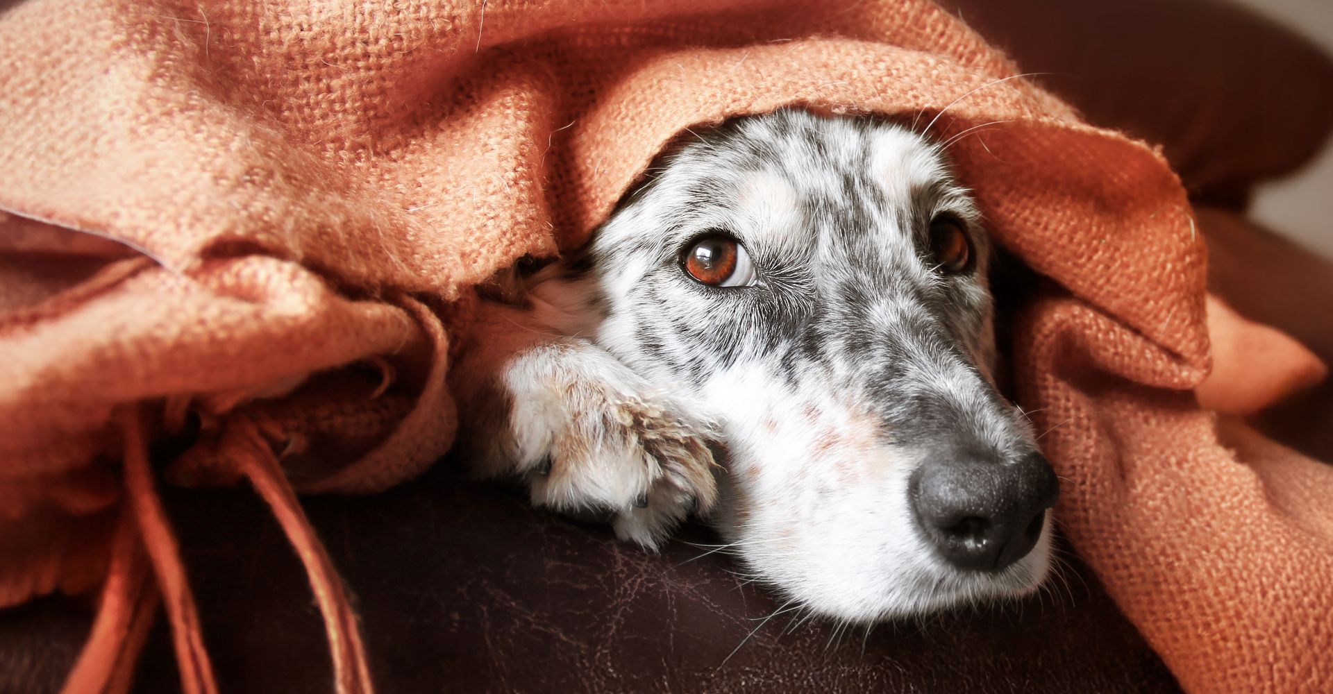 HOW TO HELP BORED DOGS DURING WINTER