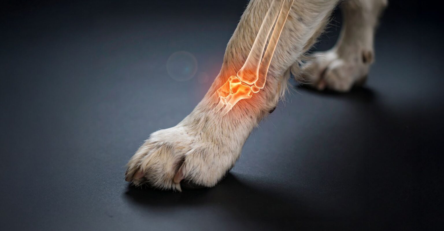 What is the Best Joint Care for Dogs?