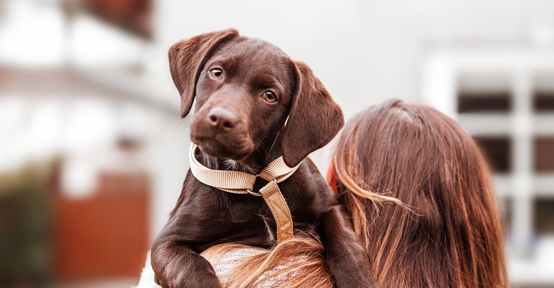SERVICE DOGS: THE IMPORTANCE OF PROFESSIONAL PUPS