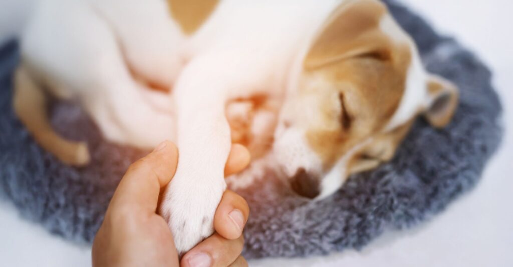EXPERT VET TIPS FOR FOREIGN BODY OBSTRUCTION IN DOGS