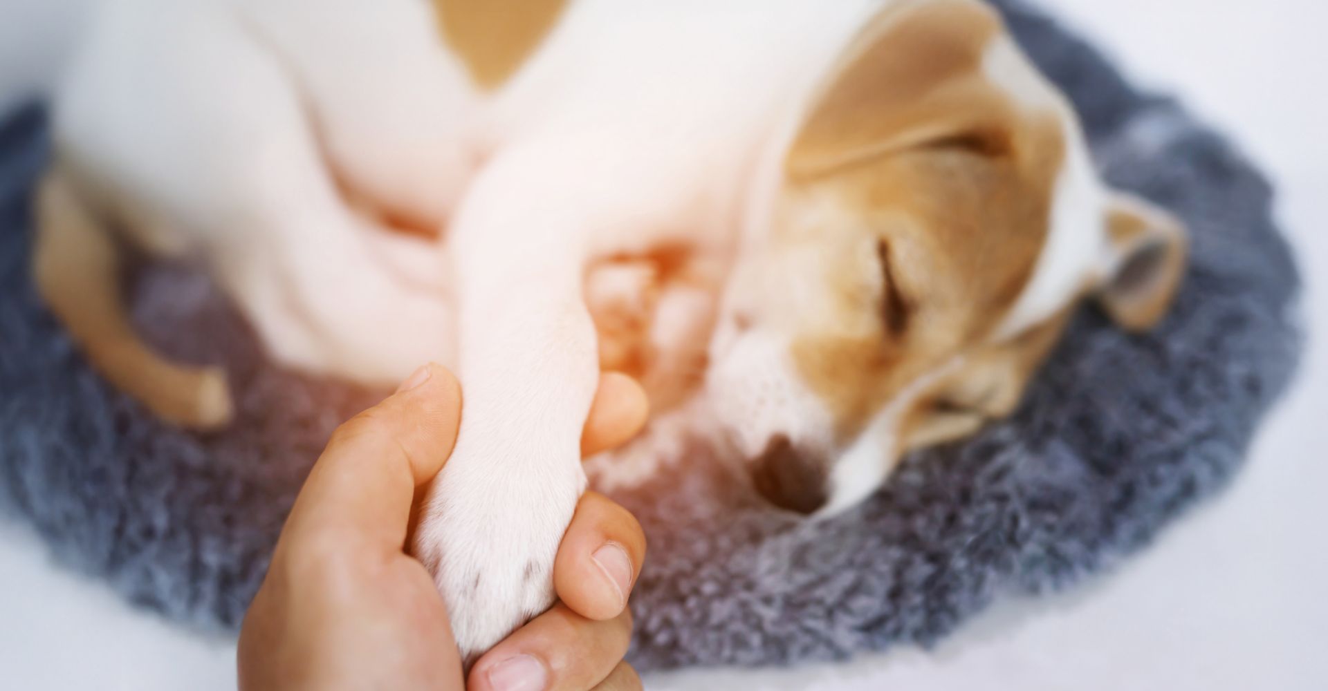 EXPERT VET TIPS FOR FOREIGN BODY OBSTRUCTION IN DOGS