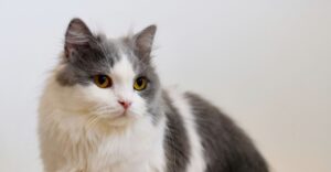 Munchkin cat looking in the distance