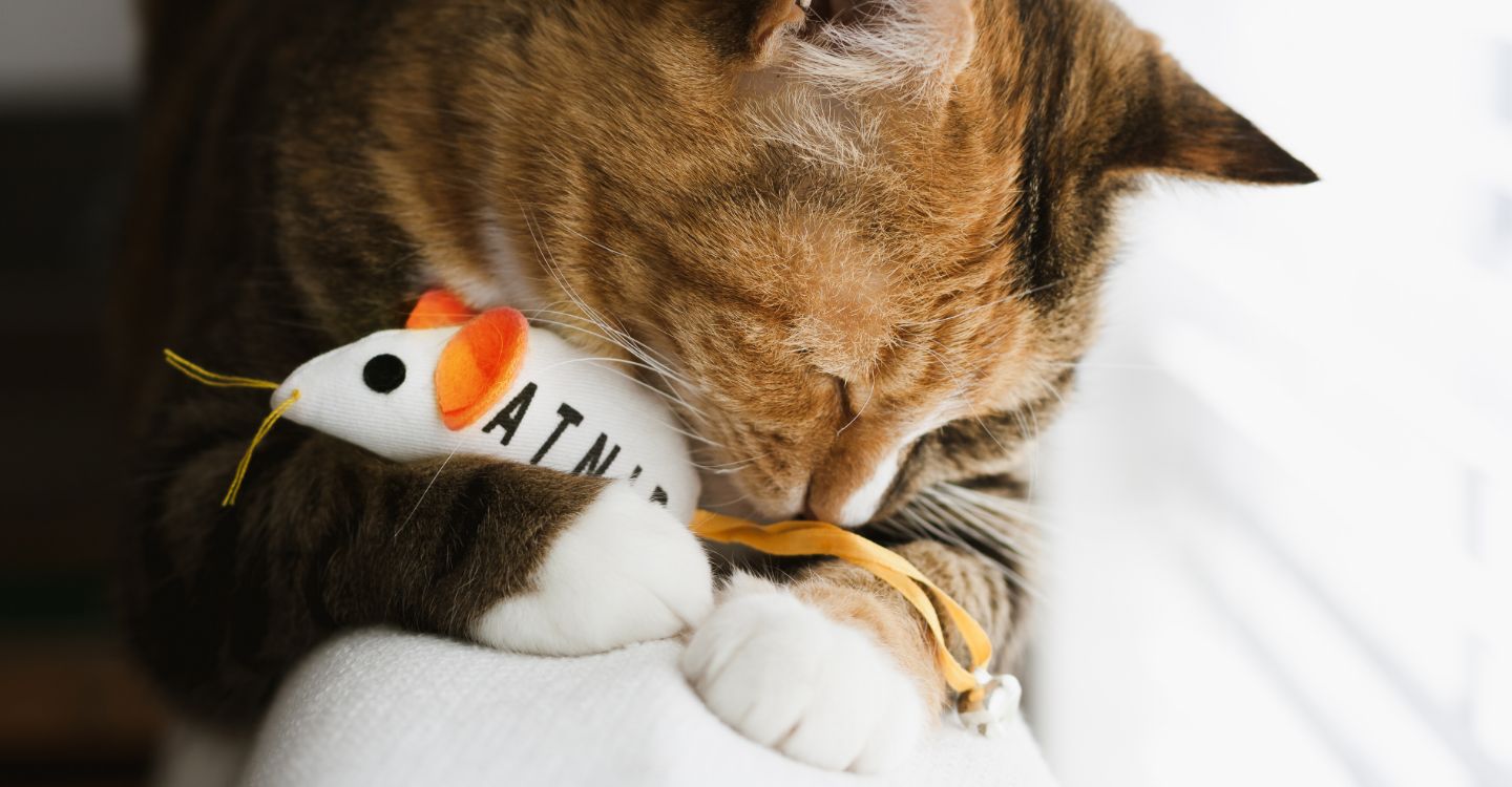 WHY DO CATS GO CRAZY FOR CATNIP?