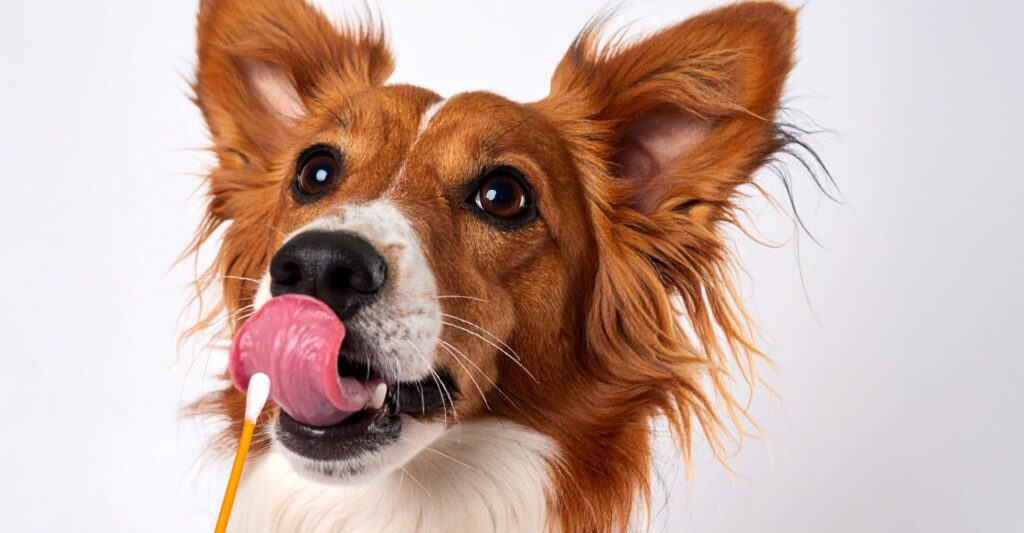 DISCOVER YOUR PET’S HERITAGE WITH A DOG DNA TEST