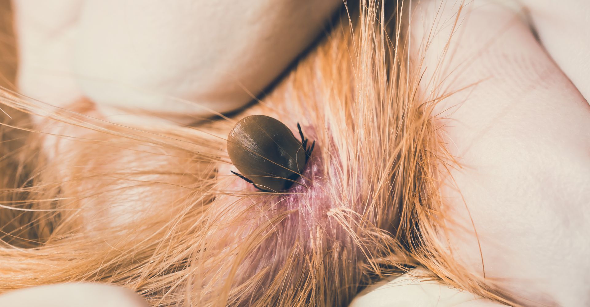 HOW TO REMOVE A TICK FROM A DOG: EXPERT STEP-BY-STEP GUIDE