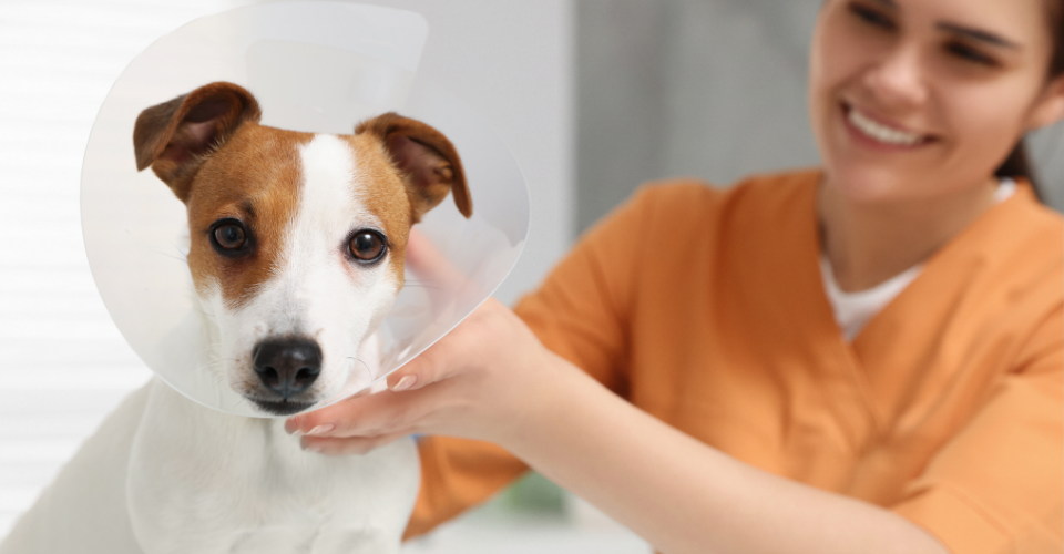 LESS LITTERS, MORE LOVE: HOW DOTSURE.CO.ZA SUPPORTS PET STERILISATION DRIVES ACROSS SA